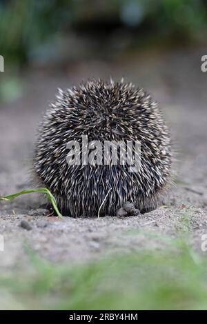 Vista posteriore del riccio europeo (Erinaceus europaeus) Norwich maggio 2023 Foto Stock