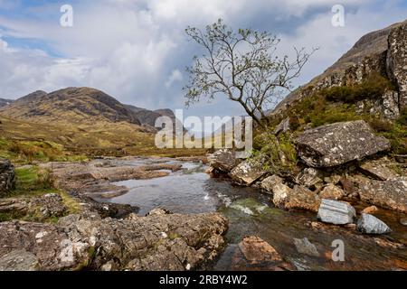 lone tree by ruscello negli altopiani scozzesi di glencoe Foto Stock