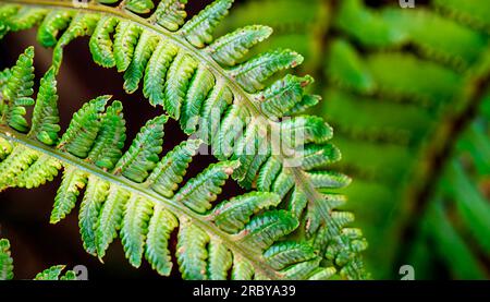 foto macro di petali di felce verdi. La felce fiorì. Felce su uno sfondo di piante verdi. La bellezza è nelle piccole cose Foto Stock