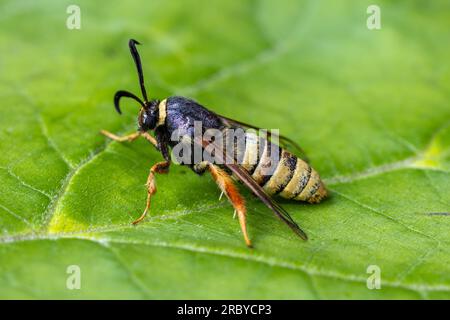 Lunar Hornet Moth - Sesia bembeciformis (Hübner, [1806]) - Sesiidae, Sesiinae - maschio di questa grande specie che siede su una foglia Foto Stock