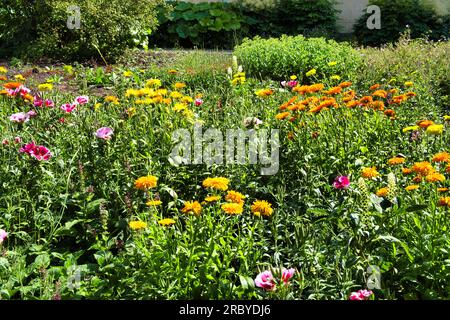 Marigoldi (Tagetes) e Clarkia amoena syn. Godetia amoena (fiore di raso, addio alla primavera), in un giardino naturale a Warffum, Groningen, Paesi Bassi Foto Stock