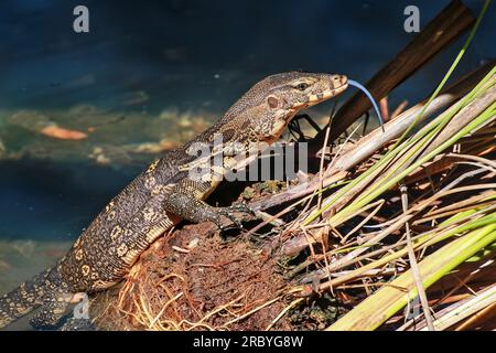 Il badass, il nome scientifico Varanus salvator, è nero, con una lingua viola, scale bianche o gialle sul corpo. La pelle ruvida ama stare in acqua. Foto Stock