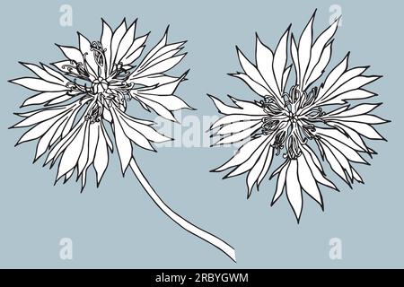Set di illustrazioni vettoriali di fiori di mais disegnati a mano , knapweed isolato su bianco, fiore lineart, disegno doodle, erba botanica Centaurea per disegno Illustrazione Vettoriale