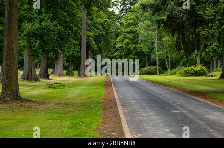 Lungo percorso rettilineo alberato lungo la Lennoxlove Estate, East Lothian, Scozia, Regno Unito Foto Stock