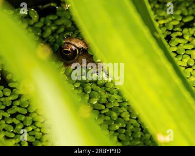 Toad che sbircia fuori dall'erba dello stagno Foto Stock