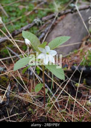 Chickweed Wintergreen Trientalis europaea in fiore in una foresta di conifere di terreno acido nelle Highlands scozzesi in tarda primavera.raro nel Regno Unito Foto Stock