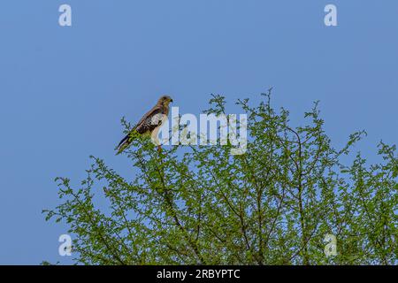 Un Buzzard occhio bianco che poggia su un albero Foto Stock