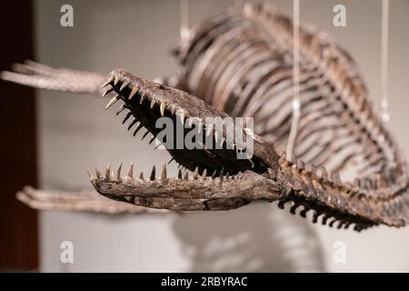 New York, USA. 10 luglio 2023. Fossile di dinosauro plesiosauro (dettaglio della testa) in mostra per Sotheby's Live Natural History Auction durante la stampa Photo Call a New York il 10 luglio 2023. (Foto di Lev Radin/Sipa USA) credito: SIPA USA/Alamy Live News Foto Stock