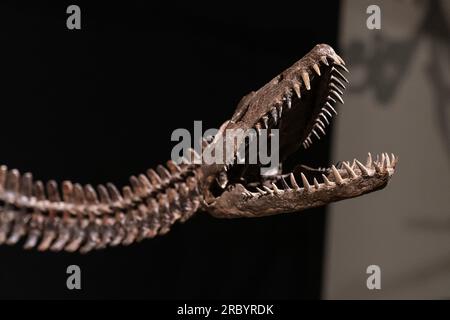 New York, USA. 10 luglio 2023. Fossile di dinosauro plesiosauro (dettaglio della testa) in mostra per Sotheby's Live Natural History Auction durante la stampa Photo Call a New York il 10 luglio 2023. (Foto di Lev Radin/Sipa USA) credito: SIPA USA/Alamy Live News Foto Stock