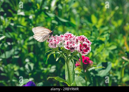 Farfalla bianco cavolo siede su un fiore di garofano turco, fuoco selettivo, giardino, estate, carta da parati natura Foto Stock