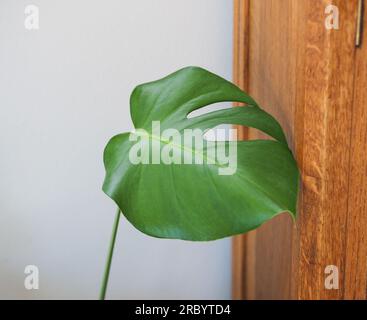 Monstera Leaf di Oak Cabinet Foto Stock