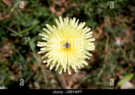 Il vello dorato liscio (Urospermum delechampii) è un'erba perenne originaria della regione del Mediterraneo occidentale e centrale e dell'Africa settentrionale. Inflorescenc Foto Stock