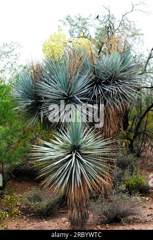 Semi Yucca Rigida Pianta Succulenta 10 Semi Freschi Di Yucca Rigida (Yucca Blu) - Pianta Succulenta Ornamentale Dal Fascino Unico Yuasa Ytx7l-Bs - Foto 14