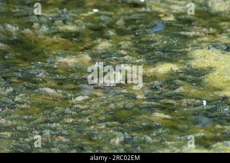 rana dello stagno seduta in uno stagno, acqua Foto Stock