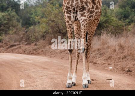 Animali selvatici giraffe in bianco e nero che vagano nella fitta foresta del Parco Nazionale di Nairobi, l'unica capitale del mondo con un par gioco Foto Stock