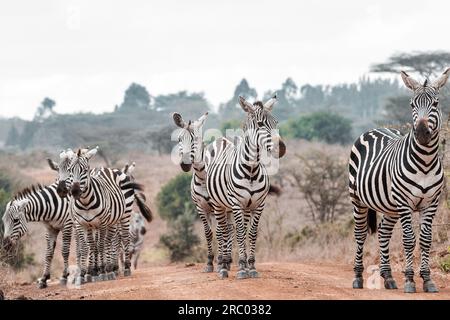 Zebre animali selvatici che pascolano le praterie di savana nel Parco nazionale di Nairobi, capitale del Kenya, nella contea di Nairobi City, Kenya, Africa orientale Foto Stock