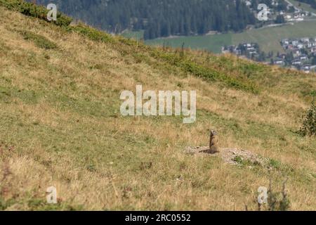 Marmotta alpina (Marmota marmota) nel suo habitat vicino alla sua tana in un prato alpino sul Somtgant nelle Alpi svizzere Foto Stock