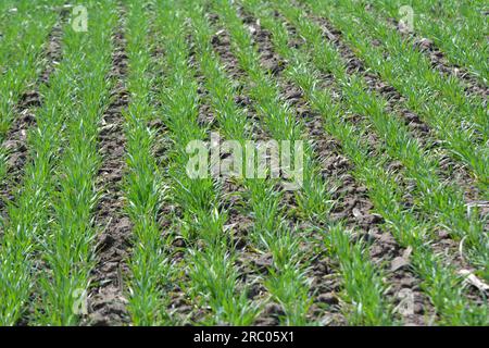 Buone semine di grano invernale nel campo primaverile Foto Stock