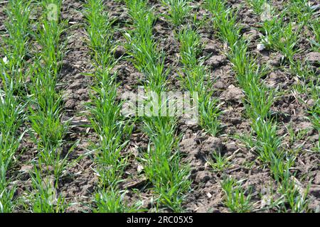 Buone semine di grano invernale nel campo primaverile Foto Stock