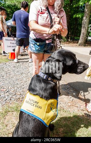Alpharetta Atlanta Georgia, Alpharetta Arts Streetfest, festival annuale dell'artigianato artistico, addestramento cani di servizio futuro, Black Labrador retriever Foto Stock