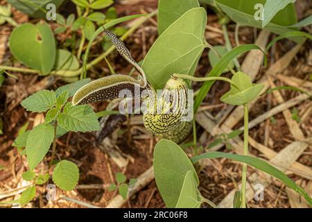 Pianta di Birthwort Fiore del genere Aristolochia con fuoco selettivo Foto Stock