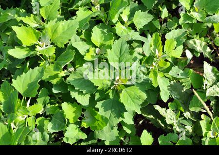 In natura, il campo cresce una gallina grassa (album Chenopodium) Foto Stock