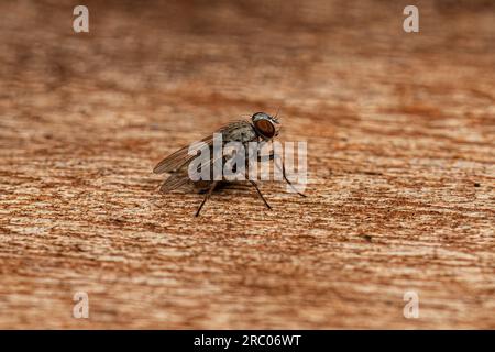 Moschettone per adulti della superfamiglia Muscoidea Foto Stock