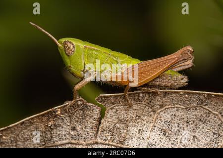 Grasshopper a faccia inclinata per adulti della Tribe Orphulellini Foto Stock