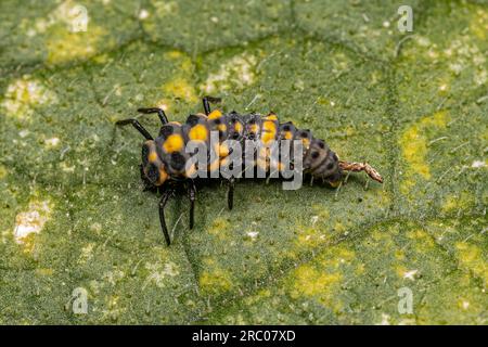 Pulitissima Lady Beetle Larva della specie Cycloneda sanguinea Foto Stock