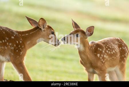 Due cervi dalla coda bianca sbiadono in un campo aperto poco dopo l'alba Foto Stock