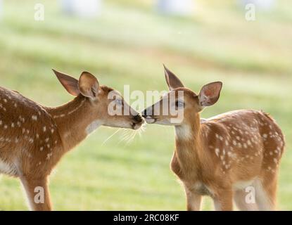 Due cervi dalla coda bianca sbiadono in un campo aperto poco dopo l'alba Foto Stock