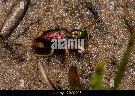 Coleotteri metallici adulti del genere Tetracha Foto Stock