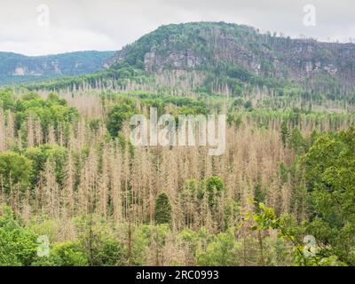 Danni causati dalla calamità dello scarabeo. Alberi essiccati infestati da coleottero di corteccia. Il legno giace nella foresta. Foto Stock