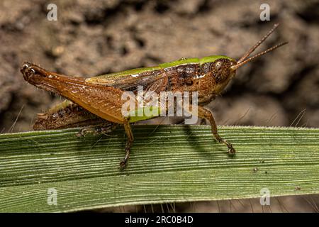 Grasshopper a faccia inclinata per adulti della Tribe Orphulellini Foto Stock