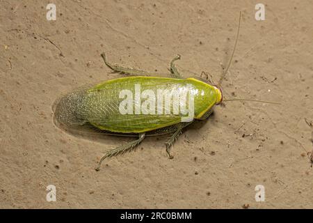 Cockroach gigante verde adulto del genere Panchlora Foto Stock