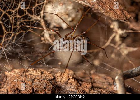 Adulto Brown Spitting Spider del genere Scytodes Foto Stock