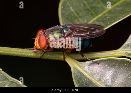 Volo di colpo per adulti della famiglia Calliforidae Foto Stock