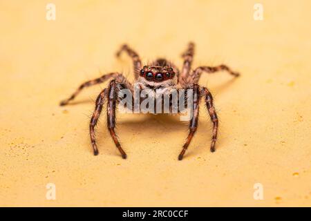 Adulto Male Grey Wall Jumping Spider della specie Menemerus bivittato Foto Stock