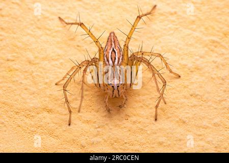 Femmina a strisce Lynx Spider del genere Oxyopes Foto Stock