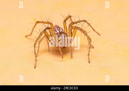 Femmina a strisce Lynx Spider del genere Oxyopes Foto Stock