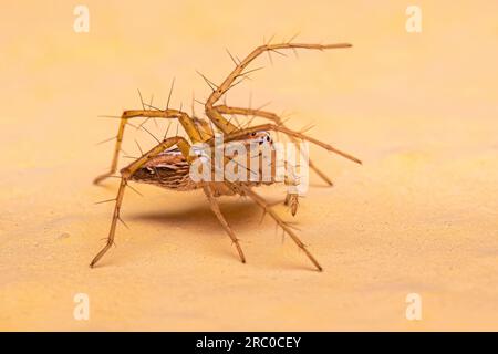 Femmina a strisce Lynx Spider del genere Oxyopes Foto Stock