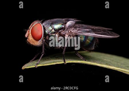 Volo di colpo per adulti della famiglia Calliforidae Foto Stock