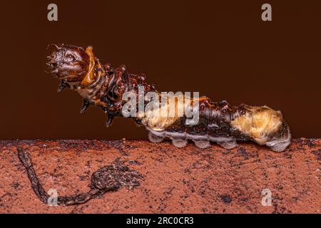 New World Giant Swallowtail Caterpillar del sottogenere Heraclides che mimetizzazione assomiglia agli escrementi di uccelli Foto Stock