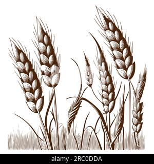 Schizzo del grano disegnato a mano con illustrazione in stile incisione Illustrazione Vettoriale