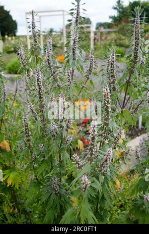 Erba madre comune (Leonurus Cardiac) in un giardino inglese Foto Stock