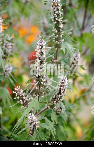 Erba madre comune (Leonurus Cardiac) in un giardino inglese Foto Stock