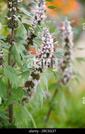 Erba madre comune (Leonurus Cardiac) in un giardino inglese Foto Stock