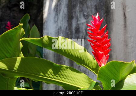 Il fiore di Alpinia purpurata, pianta erbacea, appartiene alla famiglia delle Zingiberacee. Purpurpurata di Alpinia, zenzero rosso, chiamato anche pennacchio di struzzo e. Foto Stock