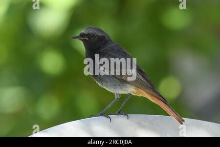 Oenanthe melanura Foto Stock