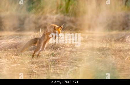 Bella volpe che salta per prendere una preda Foto Stock